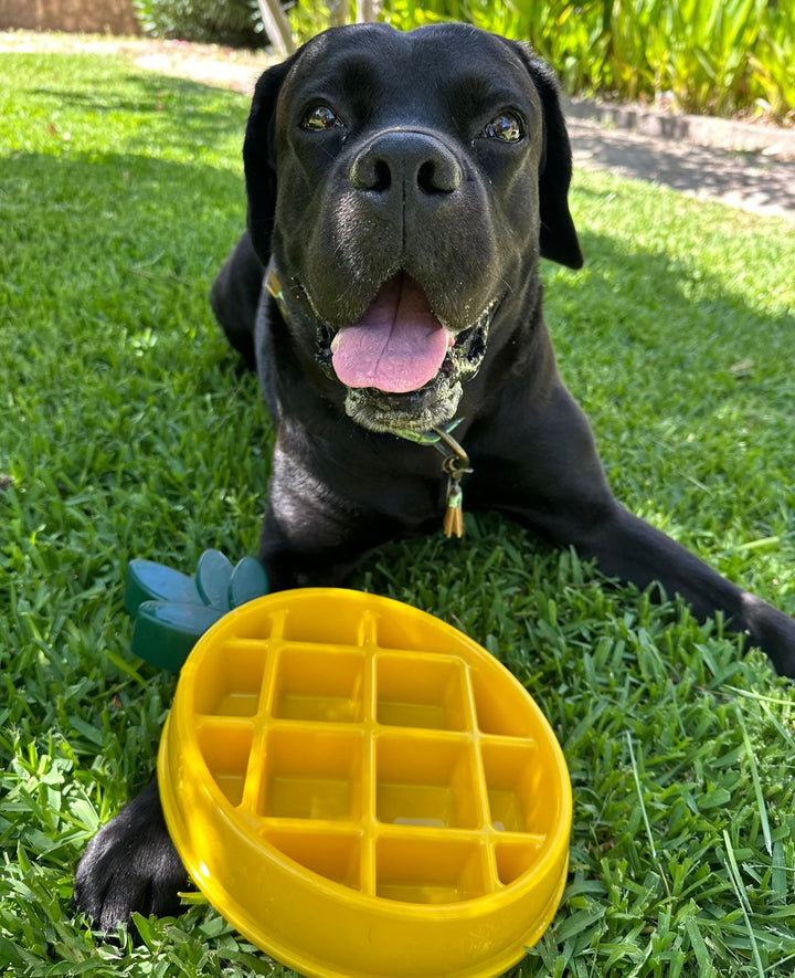 Slow Feeder Ananás 🍍