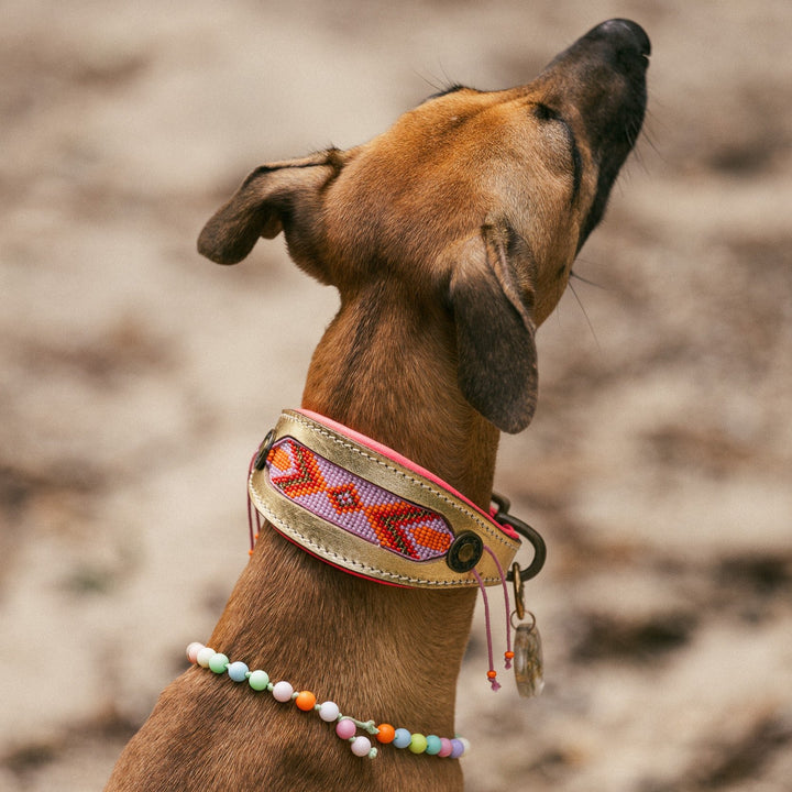 Coleira Galgos Sweet Mae