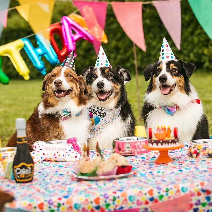 Laço de coleira Pawty 🎉