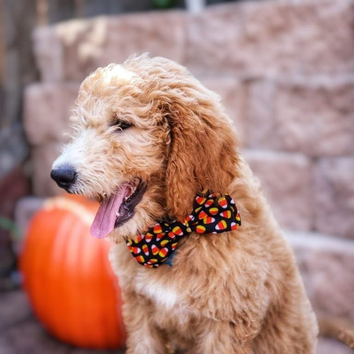 Laço de coleira Halloween Candy 🎃🍬