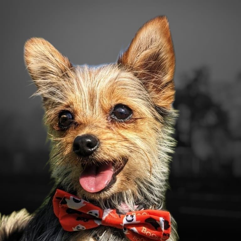 Laços de coleira Ghostbusters 👻👻