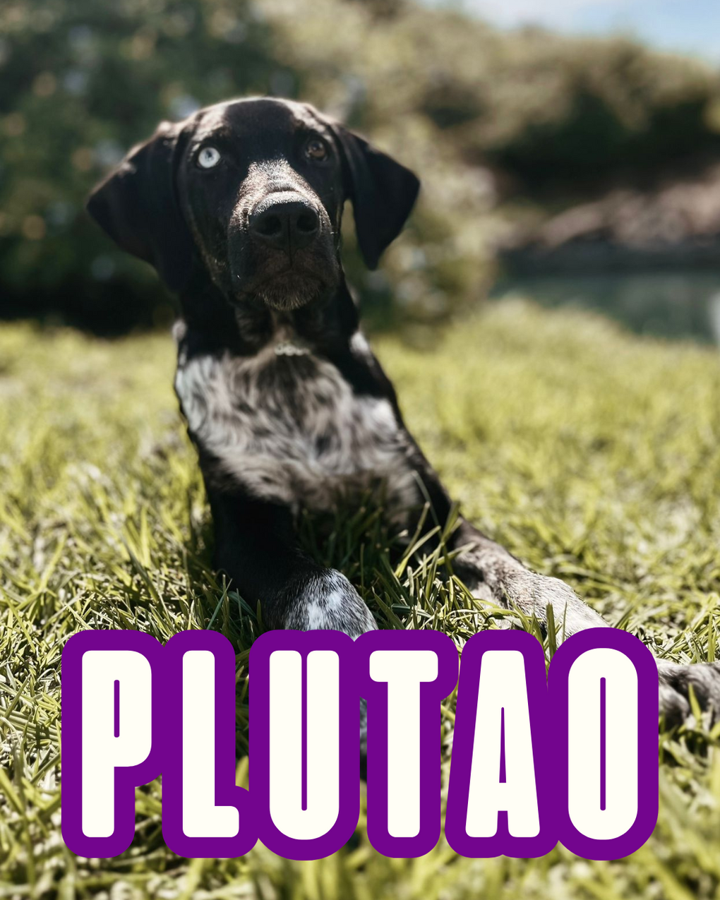 PLUTAO10