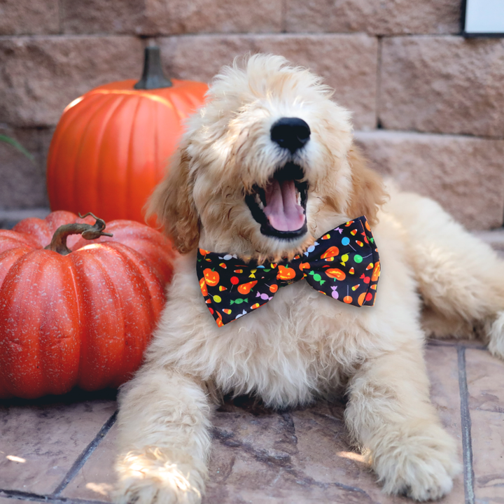 Laços coleira Trick or Treat 🍬🍬