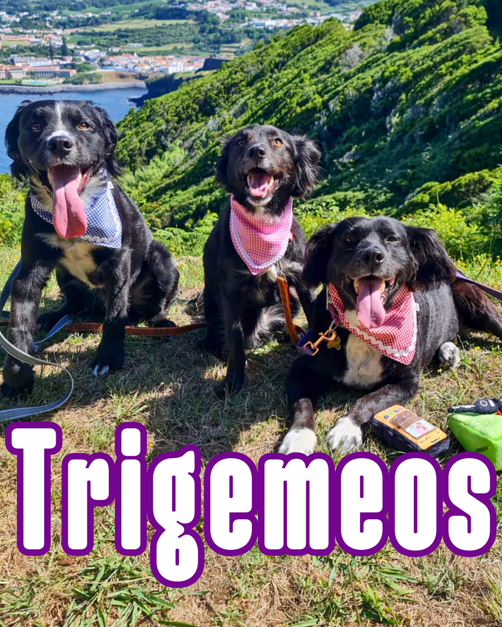 TRIGEMEOS10