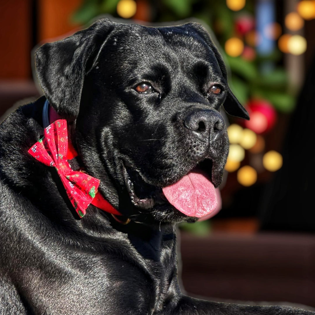 Laços de coleira Jolly Xmas 🦌🎅🏼