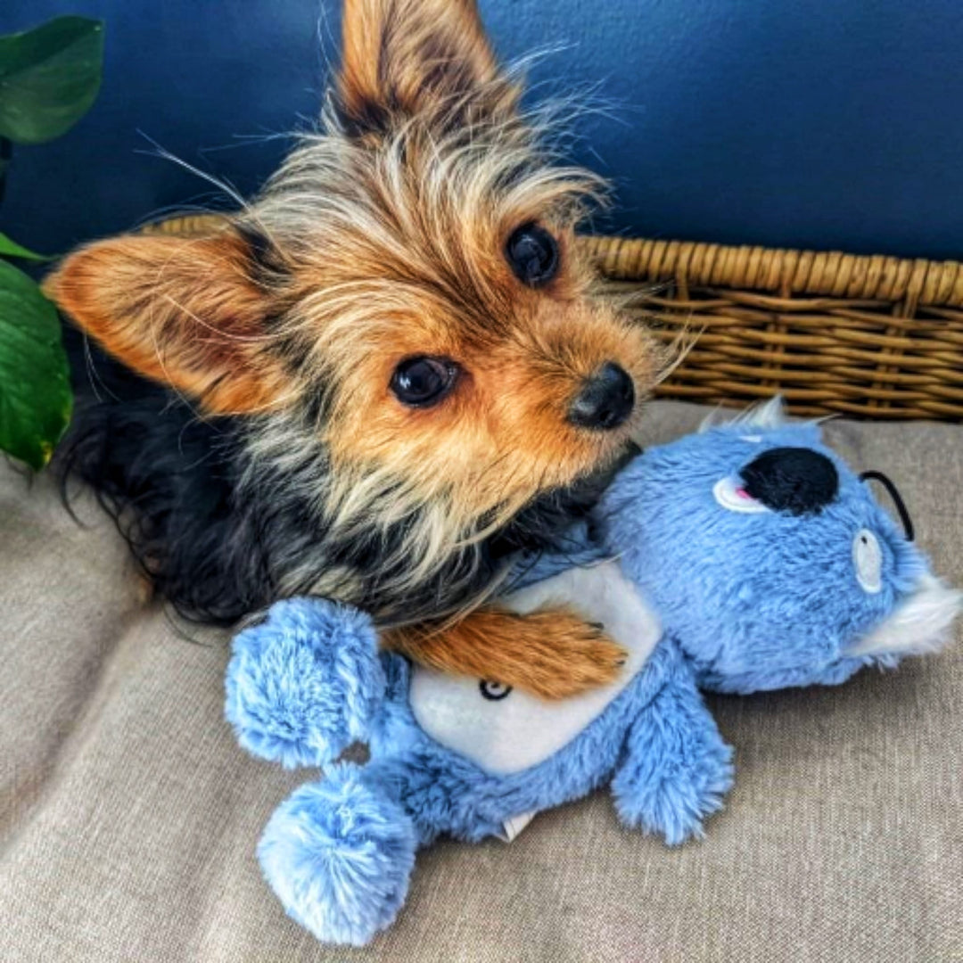 Peluche Slappie Koala  (S/M)🐨